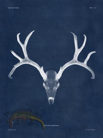 Blue Bones 13 Mule Deer